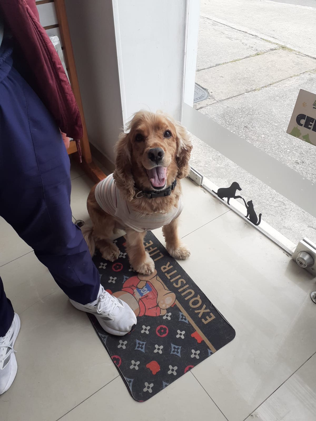 Perrito cocker spaniel feliz en la entrada de Animal & Vet