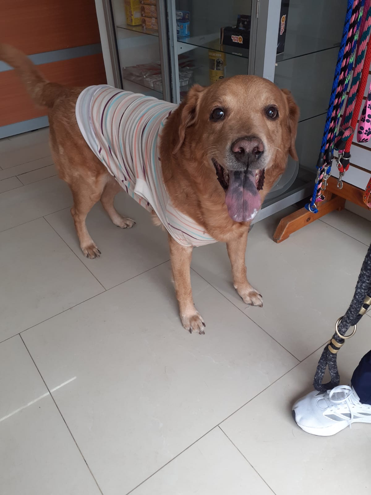 Perro labrador con ropa en el pet shop